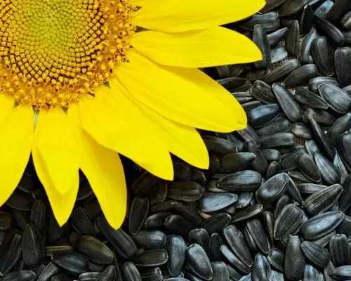 山东供卵试管医院如何选择？2023年助孕费用与流程解析